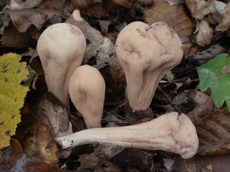Clavariadelphus griseoclavus